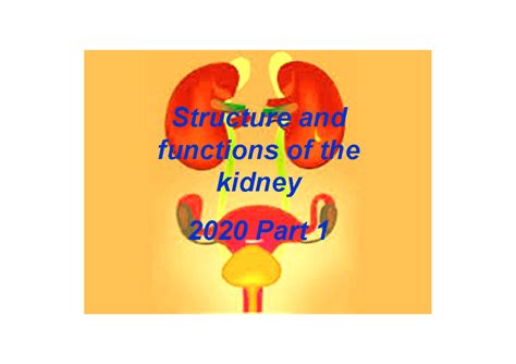 Structure and functions of the kidney 2020 Parts 1 and 2 Lecture ...