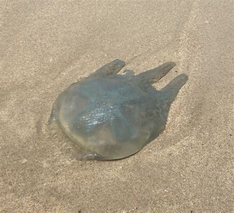 Anyone know what kind of jellyfish this is? Are they poisonous? Seen near Wollongong. : r/sydney