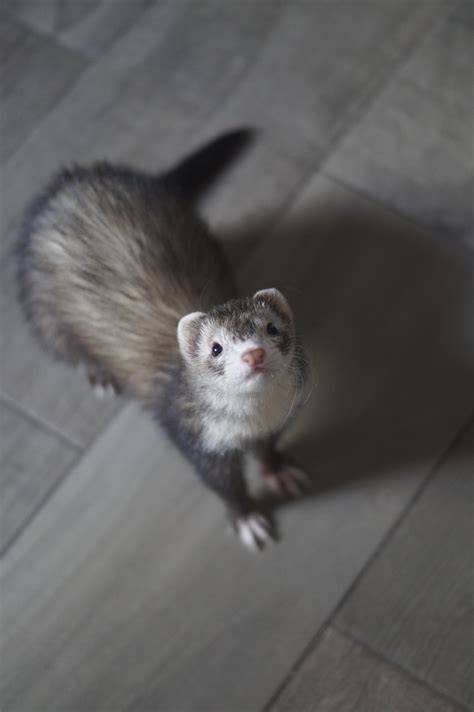 Ferret War Dance