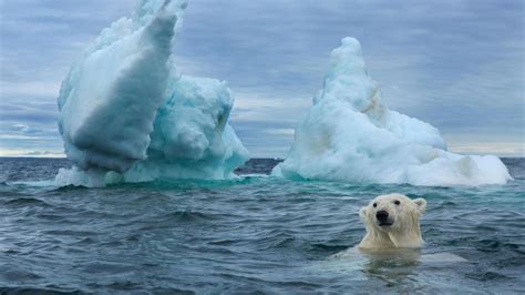 Polar bears may have less than 80 years on Earth | Condé Nast Traveller ...