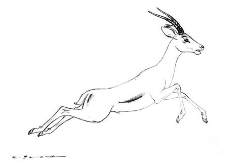 Jumping young Thomson's gazelle - Eudorcas thomsonii Drawing by Kurt ...