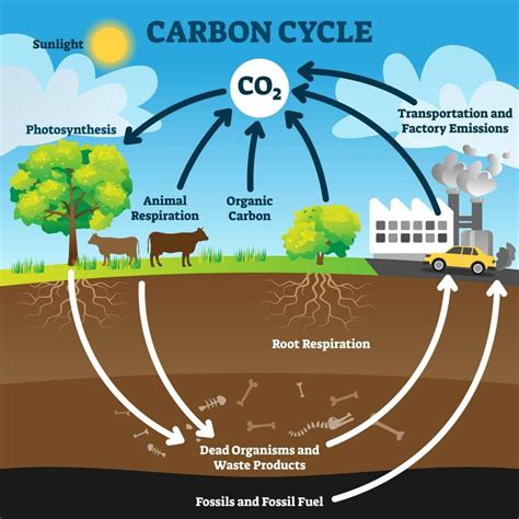 The Carbon Cycle | GCSE Biology Revision