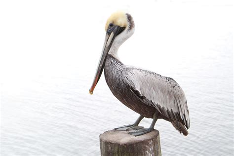 Brown,pelican,brown pelican,louisiana,post - free image from needpix.com