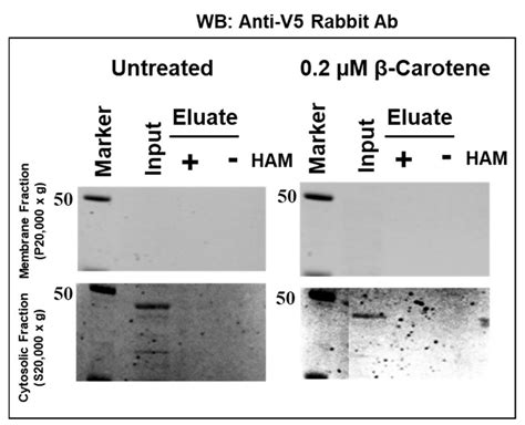 Palmitoylation of Metazoan Carotenoid Oxygenases