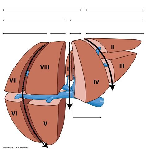 Liver Segments Anatomy Anatomy Human Liver Description Segments