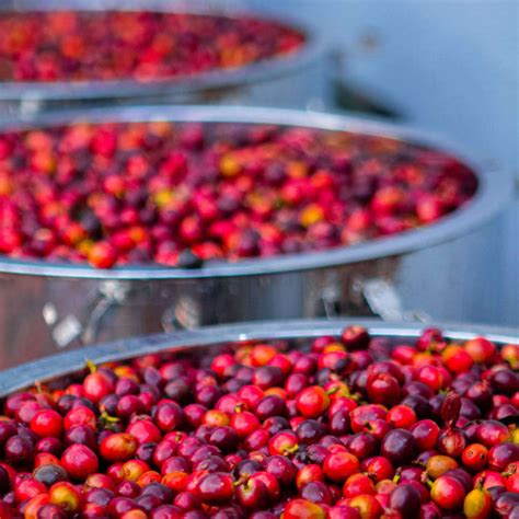 About Us – Baarbara Coffee