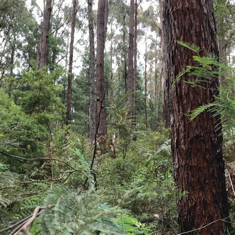 NANGARA RESERVE (2025) All You Need to Know BEFORE You Go (with Photos ...