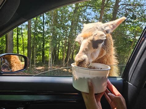 Adventure that You Can Touch: Atlanta Safari Park Review