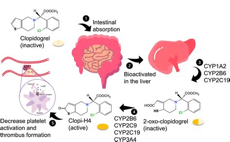 The effects of CYP2C19 genotype polymorphism and clopidogrel resistance on ischemic event ...