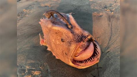 'Stuff of nightmares': Rare deep-sea anglerfish washes ashore on ...