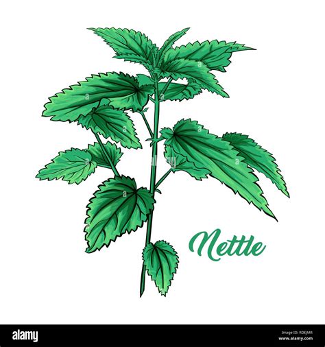 Nettle vector hi-res stock photography and images - Alamy