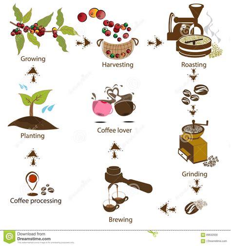 illustration coffee process