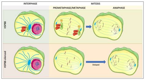 The Role of HSPB8, a Component of the Chaperone-Assisted Selective ...