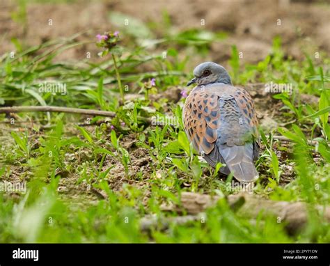 European turtle dove on the forest floor, looking around Stock Photo ...