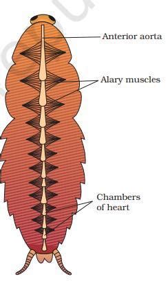 Observe the diagram and give appropriate labels - Brainly.in