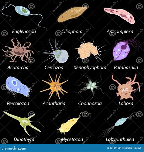 Protozoas Cartoons, Illustrations & Vector Stock Images - 7 Pictures to ...