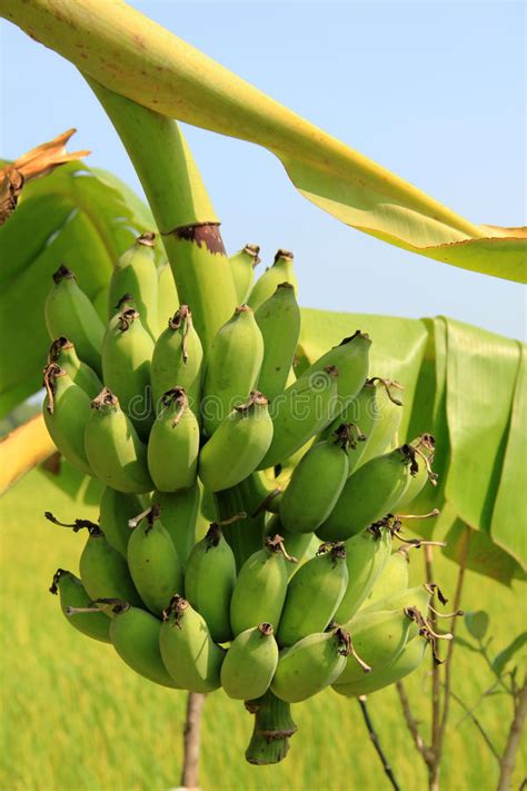 香蕉树 库存照片. 图片 包括有 一堆, 楼梯栏杆, 素食主义者, 结构树, 生产, 绿色, 食物, 农场 - 27348956