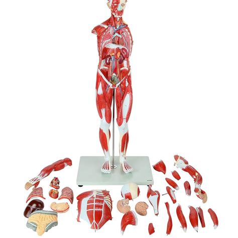 Axis Scientific Human Muscle and Organ Model, India | Ubuy