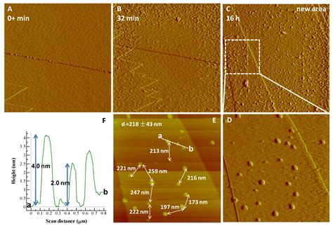 Interfacial Precipitation of Phosphate on Hematite and Goethite