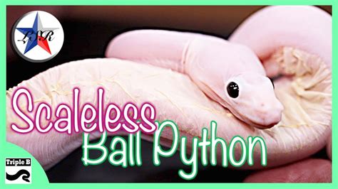 Image result for Scaleless Ball Python