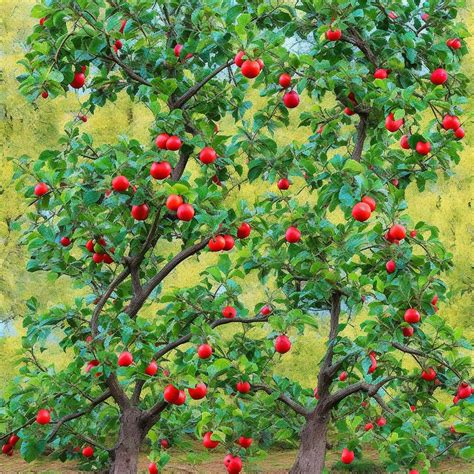 A Beginner's Guide to Pruning Fruit Trees - Gardening Guidance