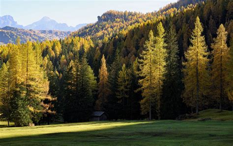 Download wallpaper 3840x2400 forest, trees, house, landscape, glade 4k ...