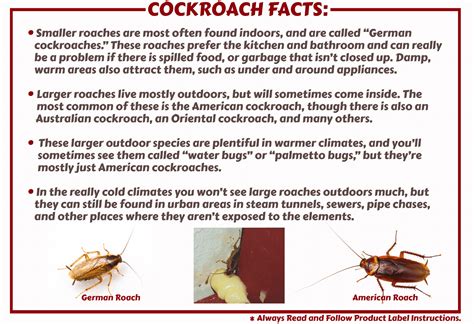 How To Identify A Roach , How to Identify and Control a Cockroach ...