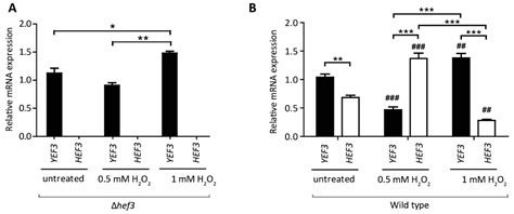 Eukaryotic Elongation Factor 3 Protects Saccharomyces cerevisiae Yeast ...