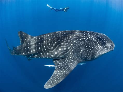 Whale Shark Facts: The Awesome Stats On Earth’s Largest Fish