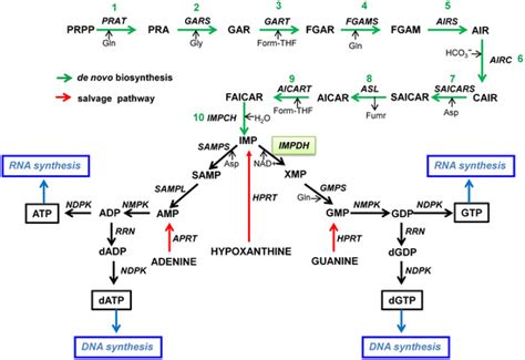 Inhibitors of Nucleotide Biosynthesis as Candidates for a Wide Spectrum ...