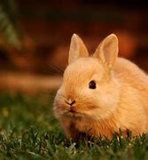 Image result for Cute Animal Wallpaper Rabbit