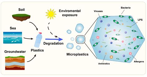Association between Microorganisms and Microplastics: How Does It Change the Host–Pathogen ...