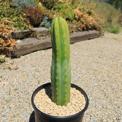 Shop 'San Pedro Cactus - Echinopsis pachanoi' Care and Growing Guide ...