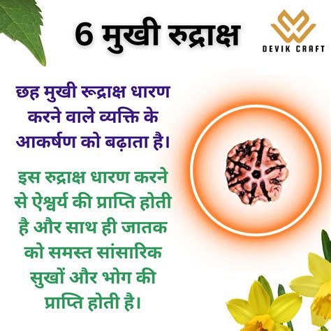 6 Mukhi Rudraksha - Certified Nepali Bead for Spiritual Balance ...