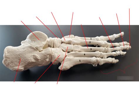 Image result for Toe Lateral View
