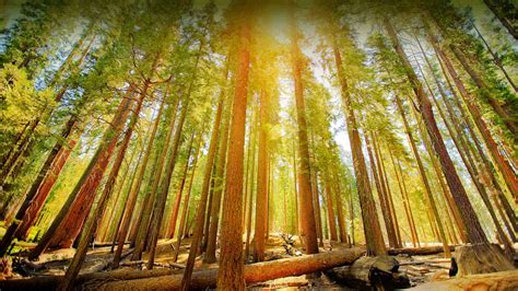 Bing Wallpaper Fall Forest 的图像结果