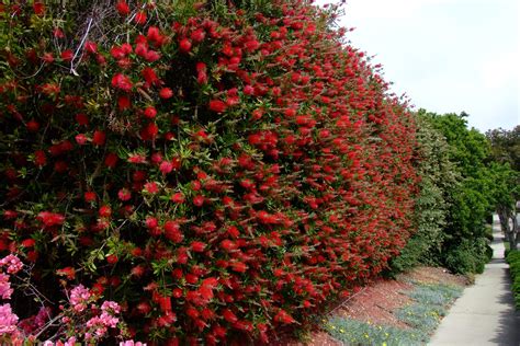 10 Fast Growing Evergreen Trees for Privacy ~ Garden Down South ...