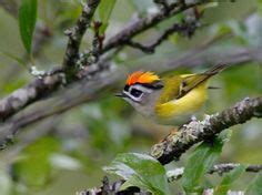 Image result for Formosan Firecrest