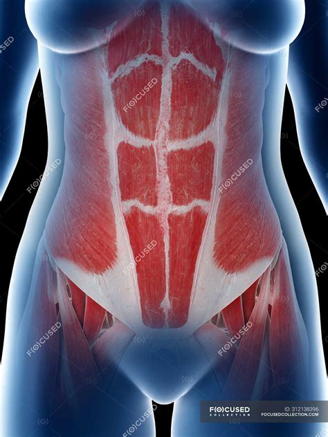 Anatomie Der Frau Bauch