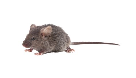 Image result for Stumpy Tail Mouse