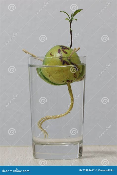 Avocado Seed with New Sprouting and Roots Stock Photo - Image of ...