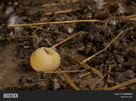 Image result for Egg without Shell Chicks