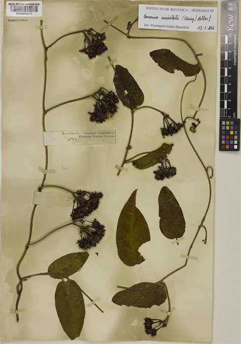 Bonamia umbellata (Choisy) Hallier f. | Plants of the World Online ...