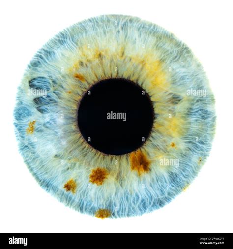 Macro photo male female Cut Out Stock Images & Pictures - Alamy