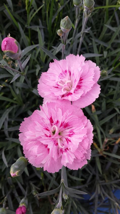 Dianthus Jan Louise | Bluestone Perennials | Carnation plants, Dianthus ...