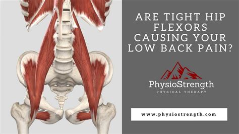 Image result for Lower Back Hip Muscles