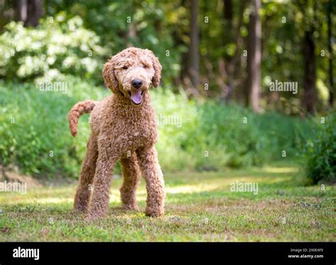 Golden Retriever Poodle
