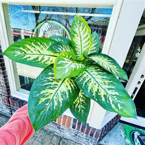 Tropic Snow Dieffenbachia Care & Growing Tips