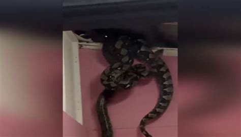 Three Giant Snakes found in the Ceiling of House: Horrific Video from ...