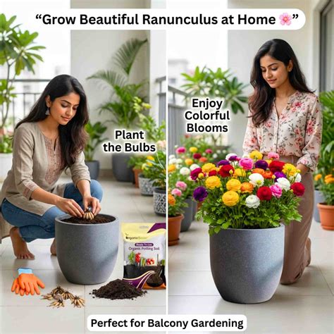 Buy Ranunculus Flower Bulbs Online India (Mixed Color)- OrganicBazar ...